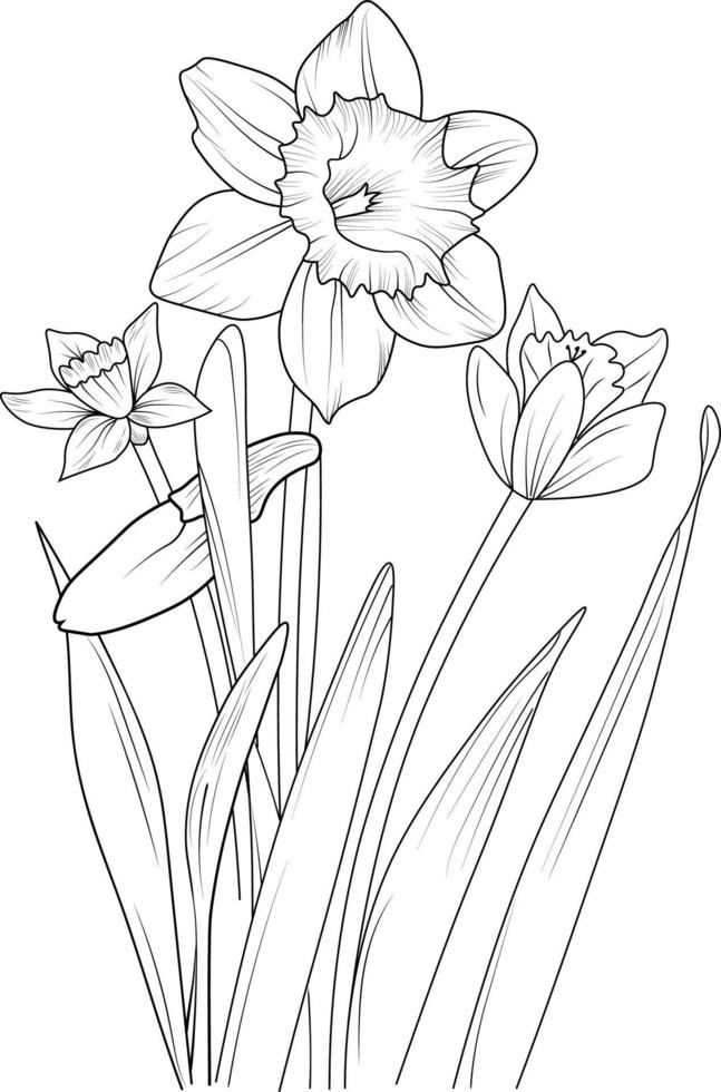 Isolated daffodil flower hand drawn vector sketch illustration, botanic collection branch of leaf buds natural collection coloring page floral bouquets engraved ink art.