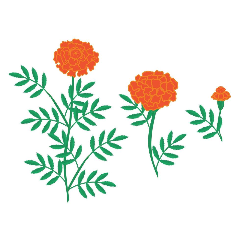 A set of orange marigold flowers. Vector illustration isolated on white background.