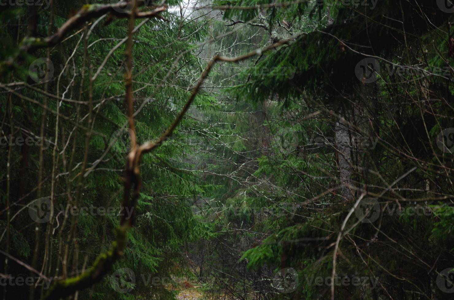 ramas de árboles en el bosque, bosque de abetos oscuros bajo la lluvia foto