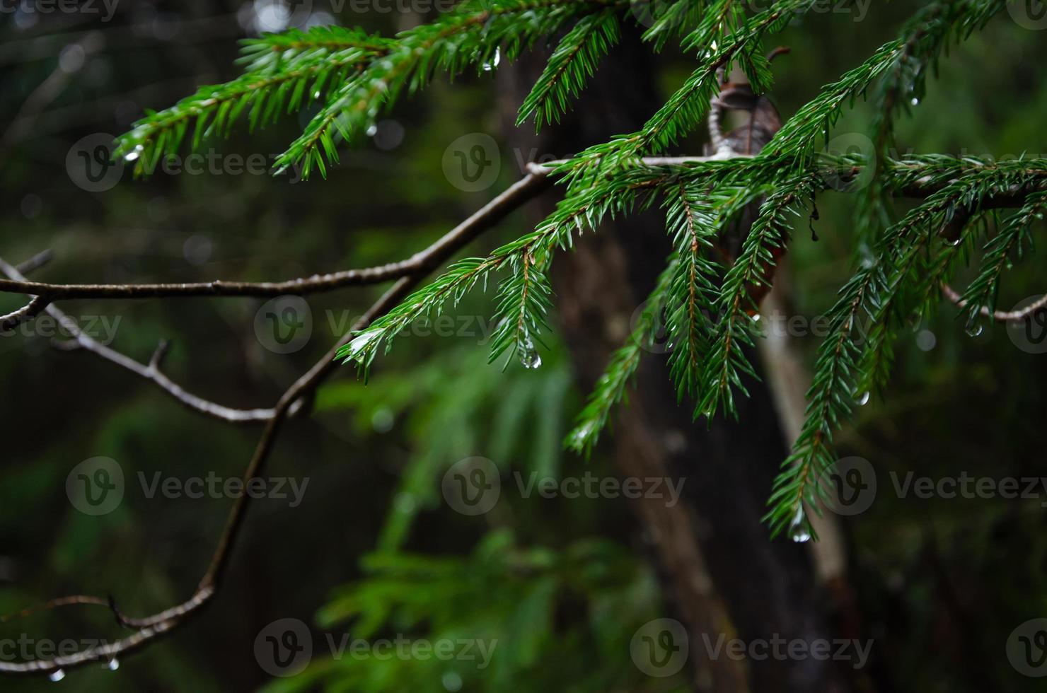 spruce tree branches in a dark forest with raindrops photo