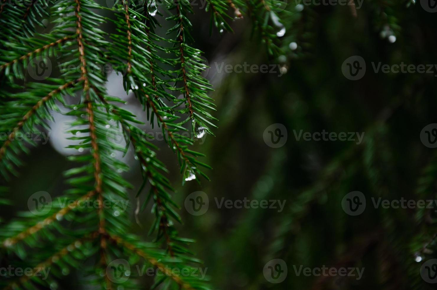 spruce tree branches in a dark forest with raindrops photo