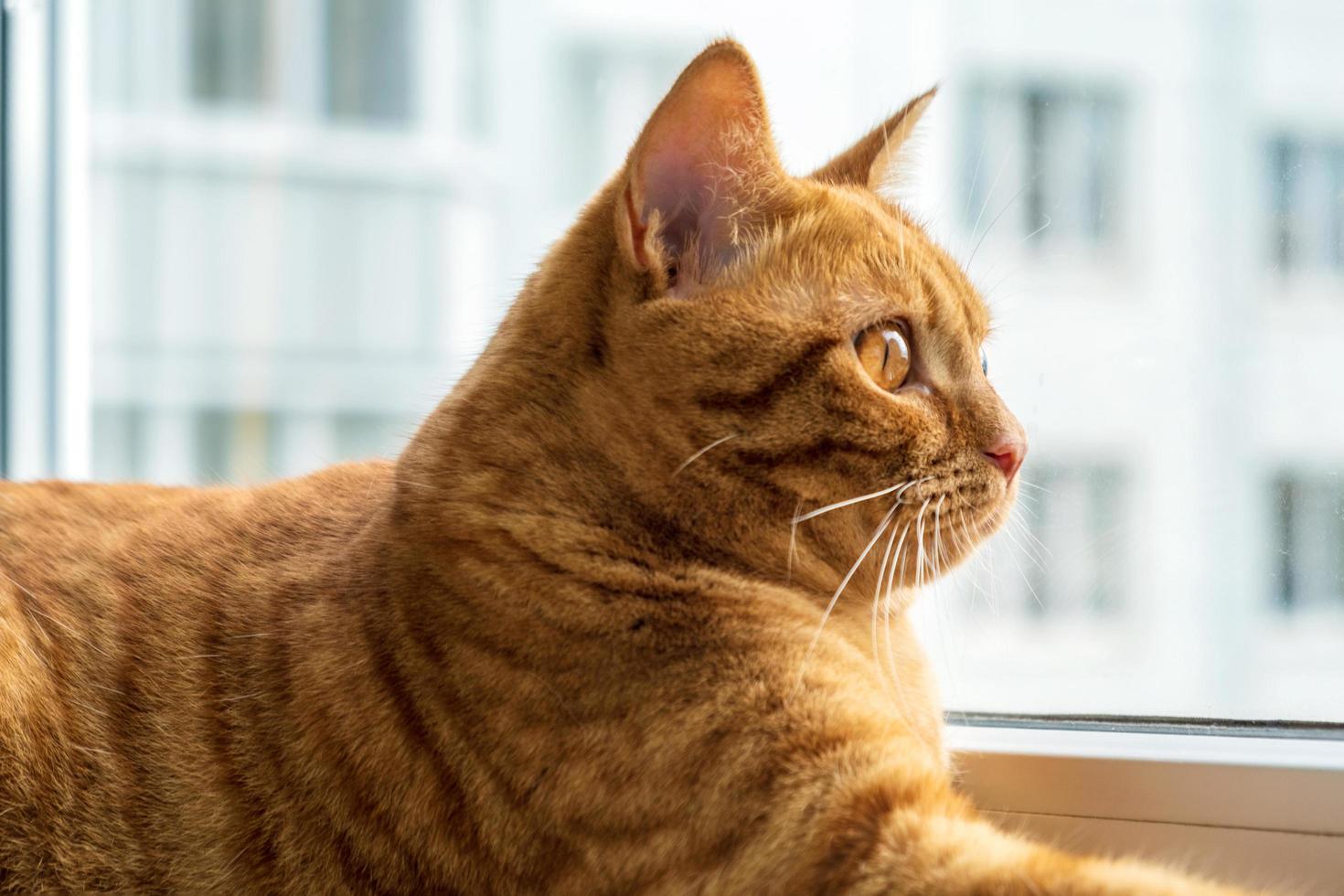 Red young large plump cat lies on the windowsill and looks out the window photo