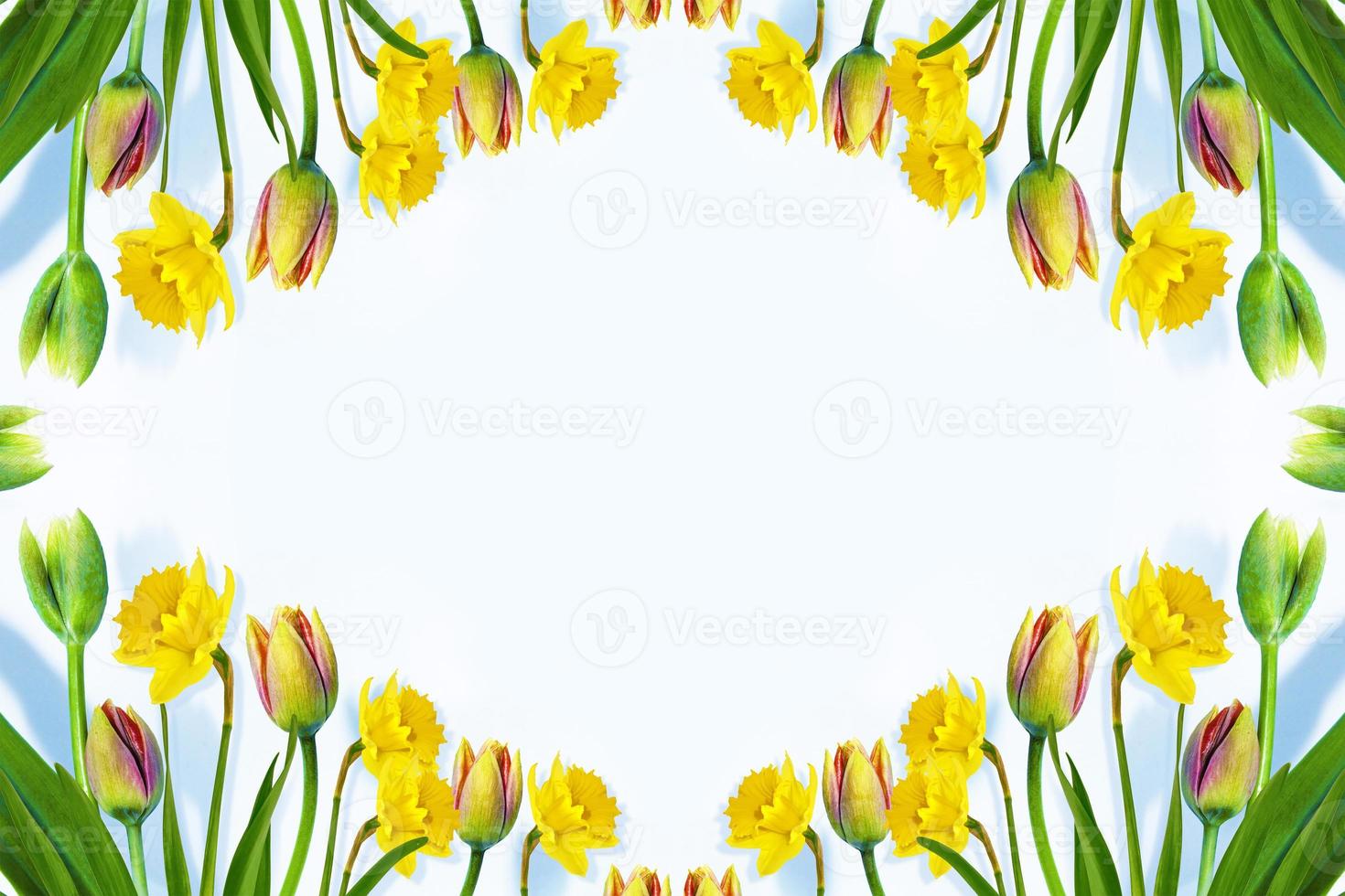 Bright colorful spring flowers of daffodils and tulips isolated on white background. photo