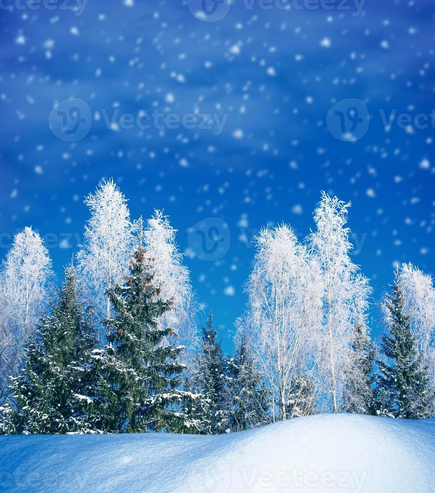 Landscape. Frozen winter forest with snow covered trees. photo