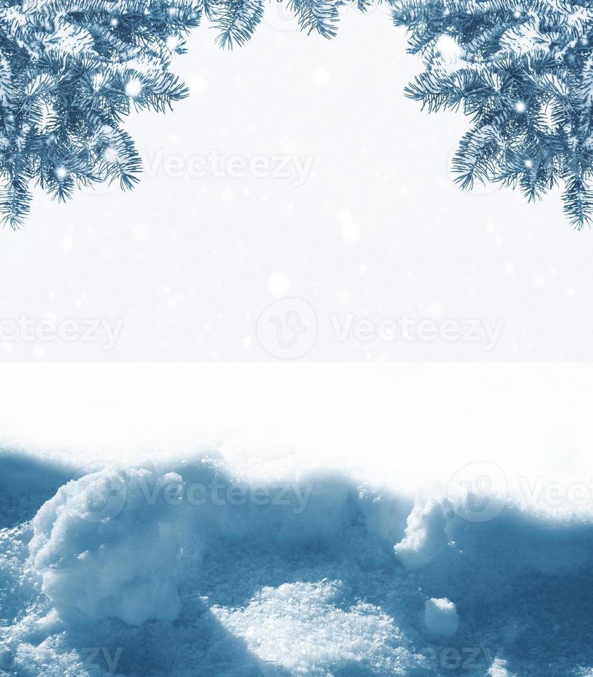 The branches of the snow covered  tree photo