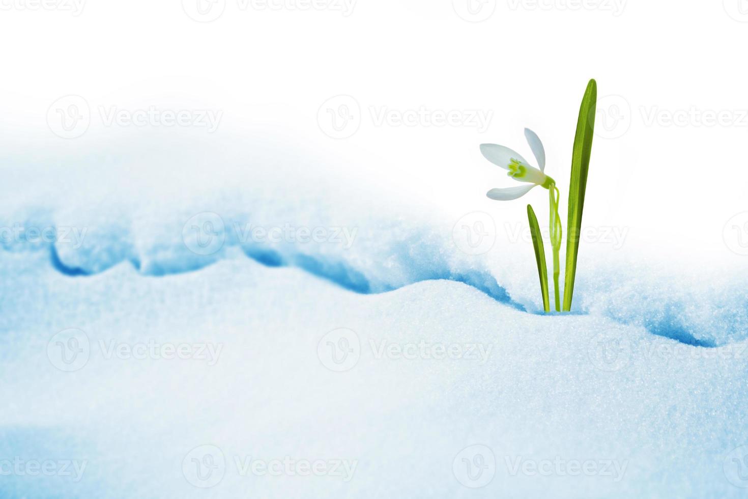 Galanthus nivalis .snowdrop flower growing in snow in early spring forest photo