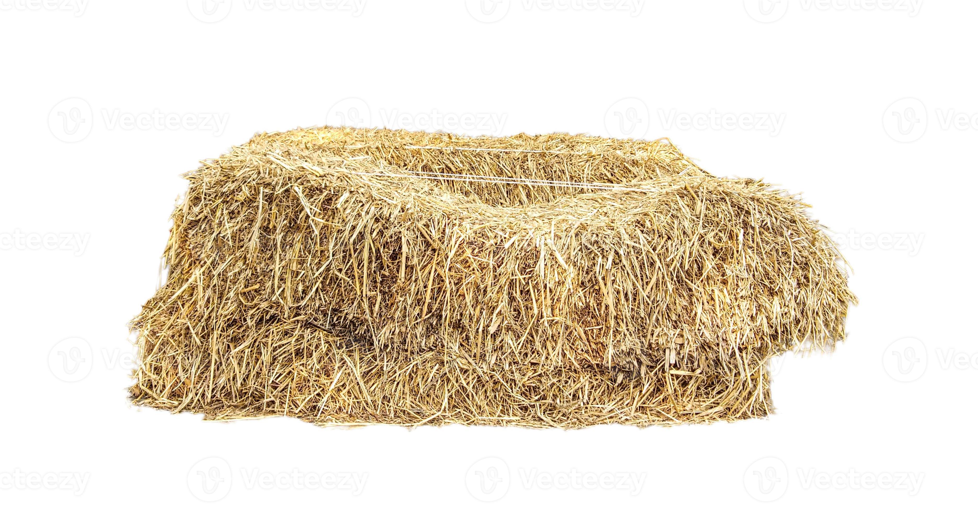 Golden Yellow Hay Straw As Textured Background Stock Photo