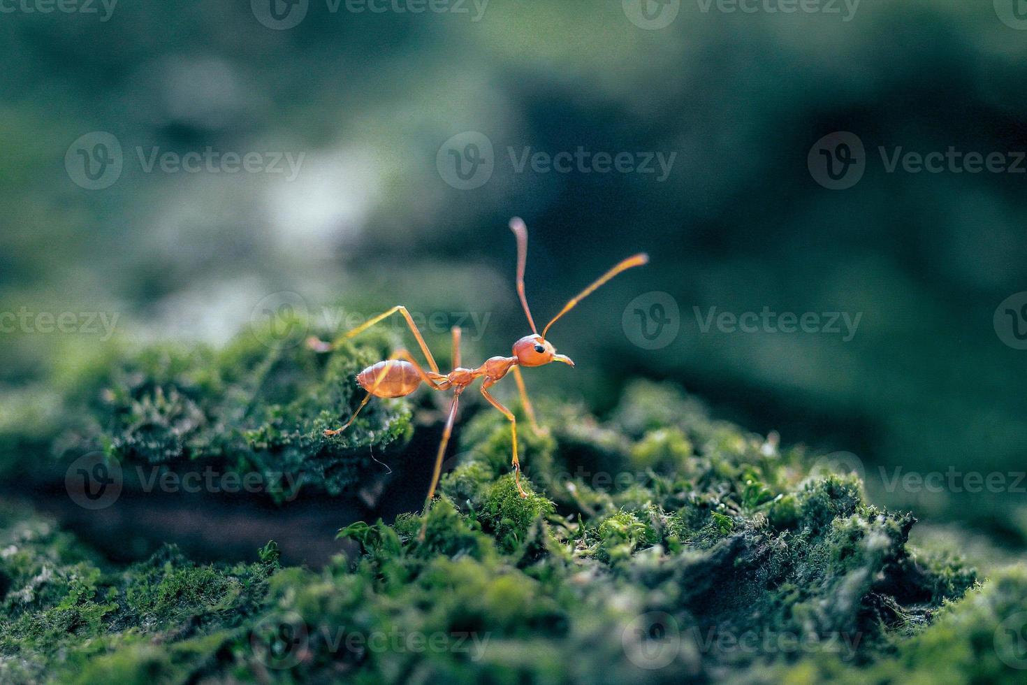 vista cercana de una hormiga tejedora roja foto