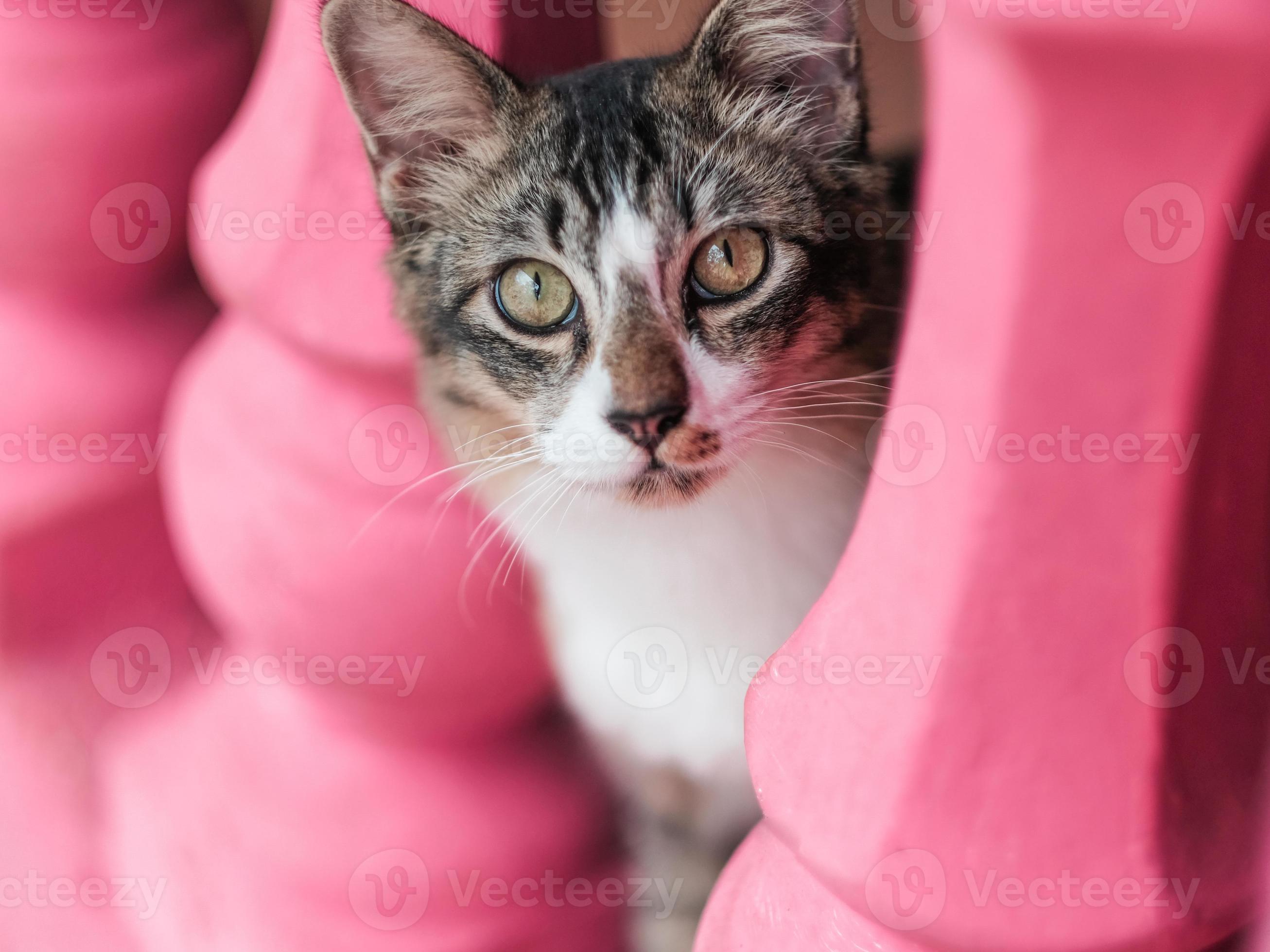 A cute cat facing the camera inbetween pink balustrades 14997396 Stock