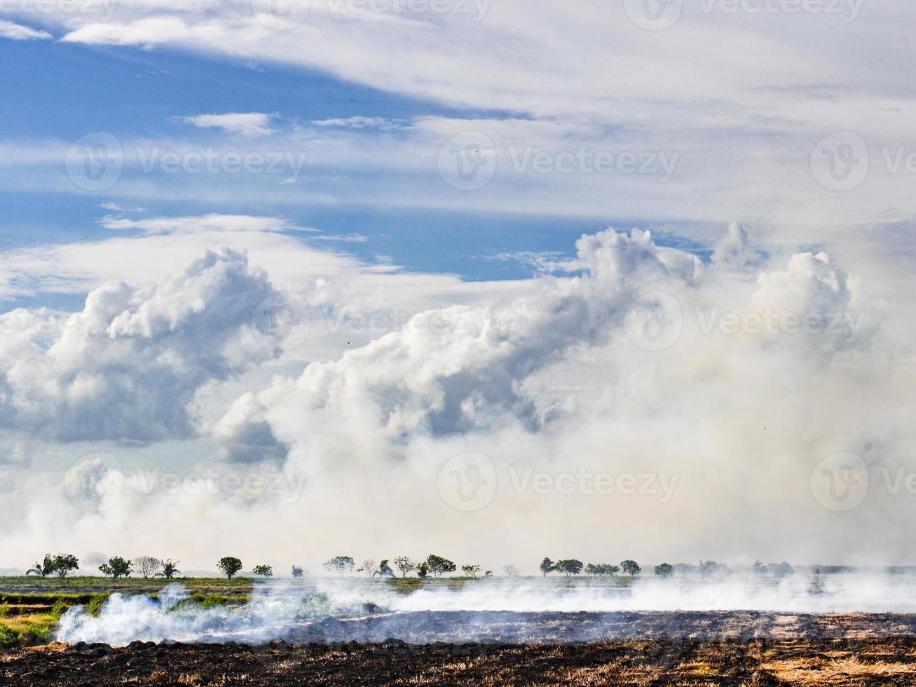 Open burning on the rice fields photo