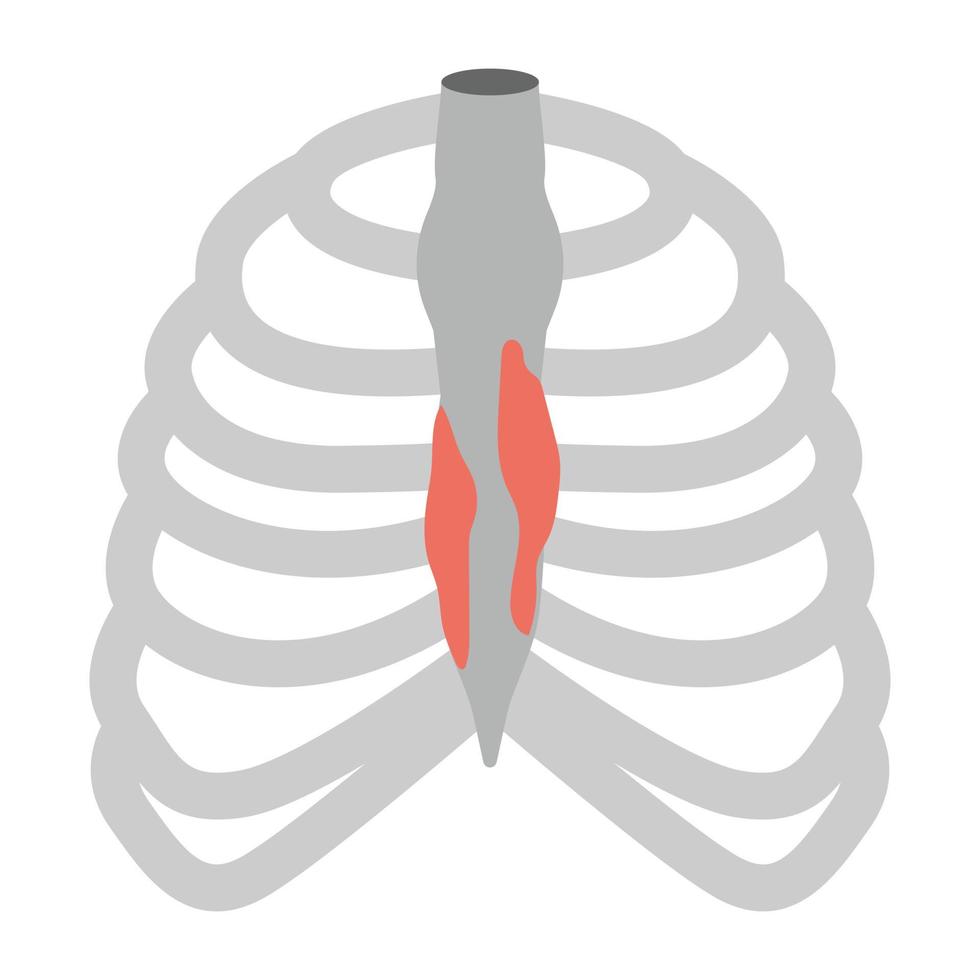 Trendy Human Ribs vector