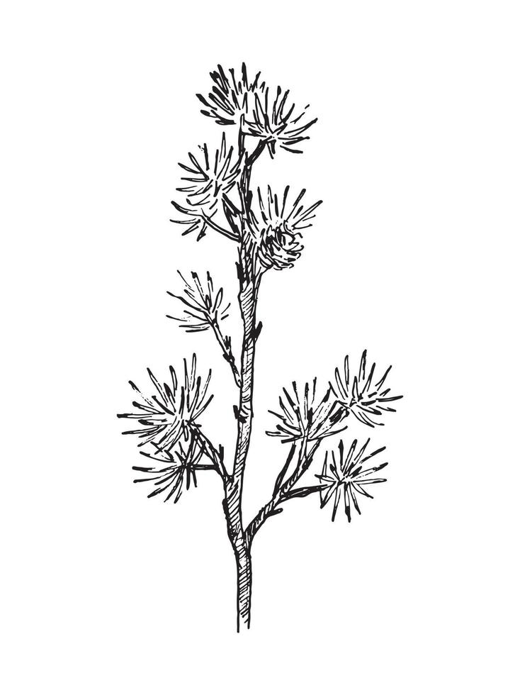 Branches Illustrations in art Ink style vector