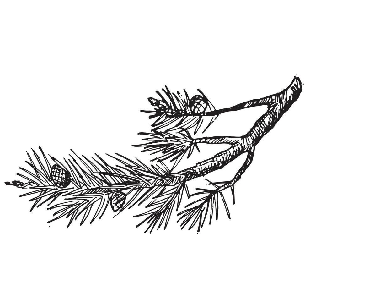ilustraciones de ramas en estilo art ink vector