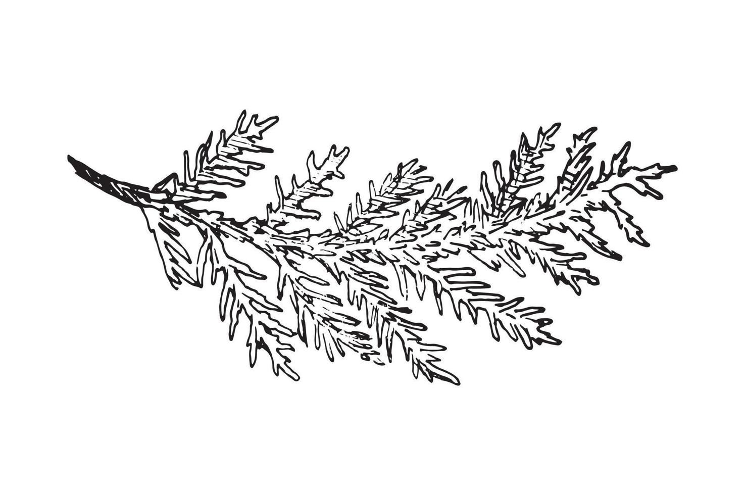 Branches Illustrations in art Ink style vector