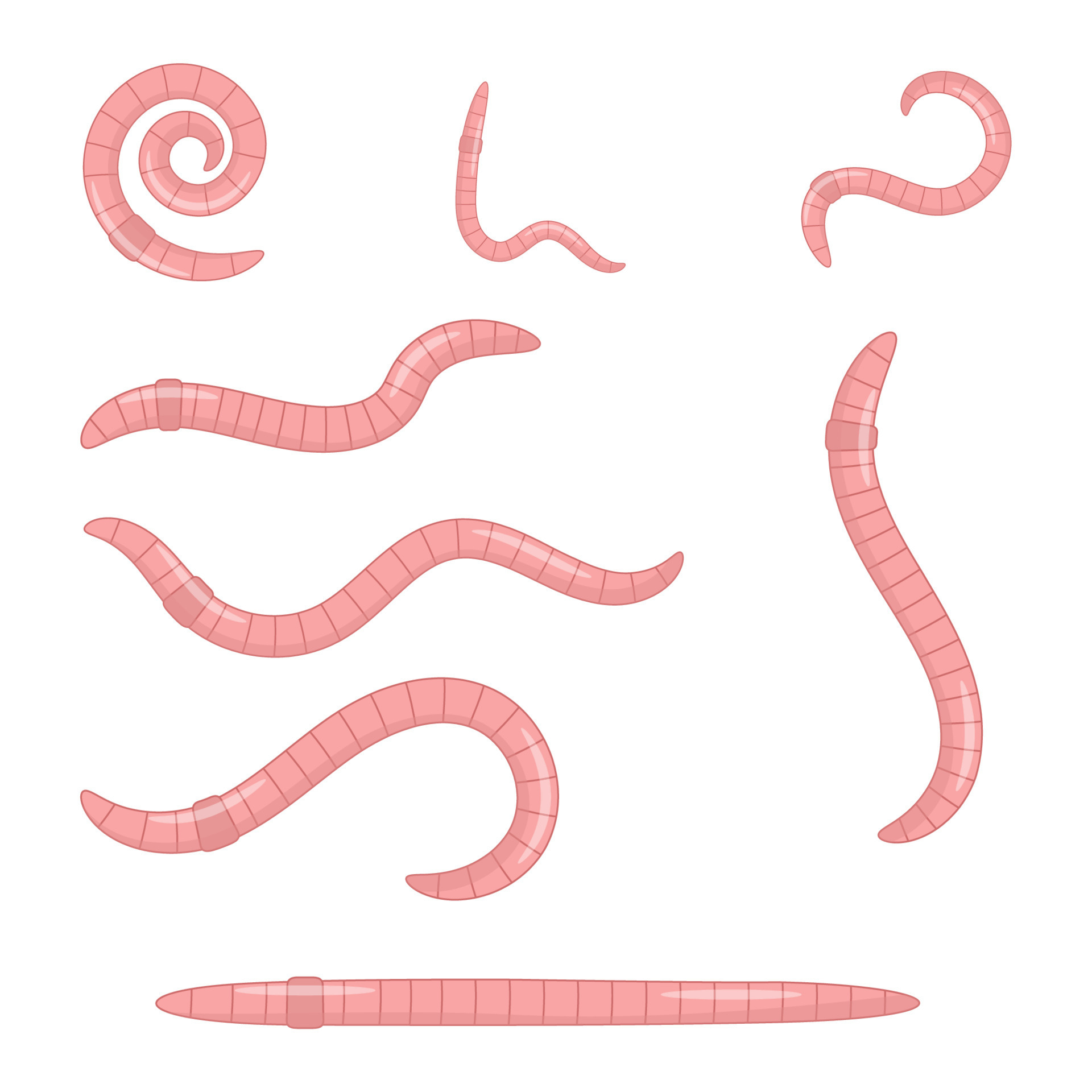A set of earthworms. Pink worms of different shapes 15007904 Vector Art at  Vecteezy