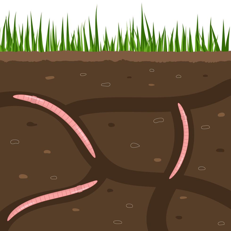 Earthworms in garden soil. Air and water passage in the soil created by earthworms.  Worms in ground. Sliced view for a ground with creeping worm in action poses exact vector cartoon background