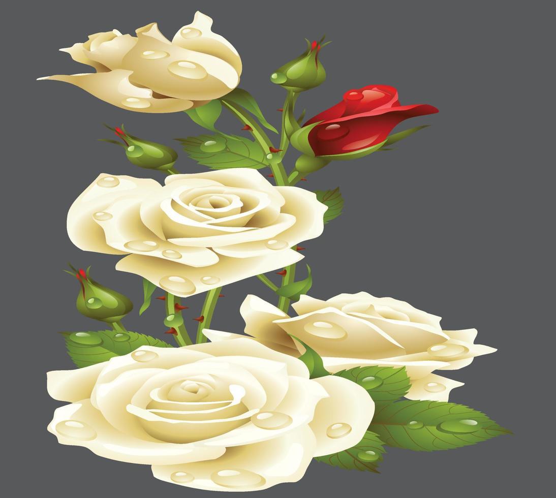 White rose on a white background. 15008369 Vector Art at Vecteezy