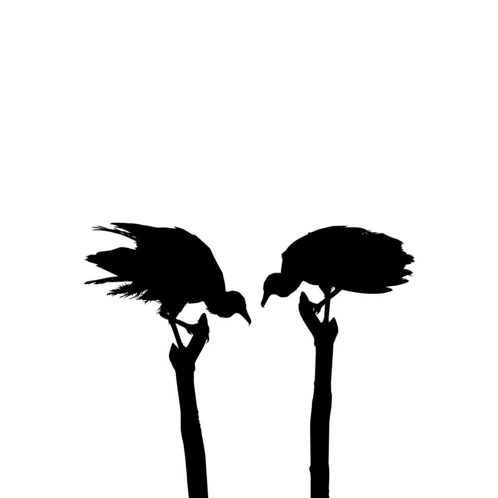 Silhouette of the Black Vulture Bird, Based on my Photography as Image Reference, Location in Nickerie, Suriname, South America. Vector Illustration