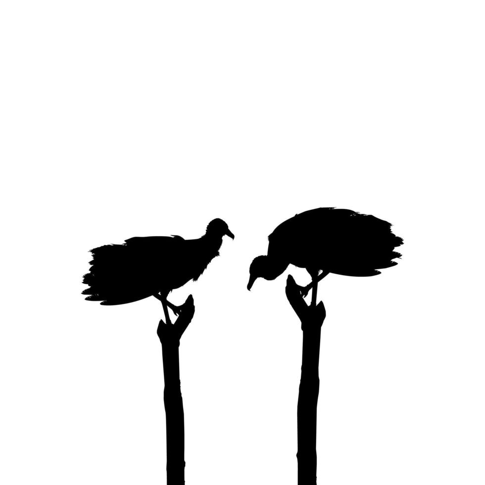 Silhouette of the Black Vulture Bird, Based on my Photography as Image Reference, Location in Nickerie, Suriname, South America. Vector Illustration