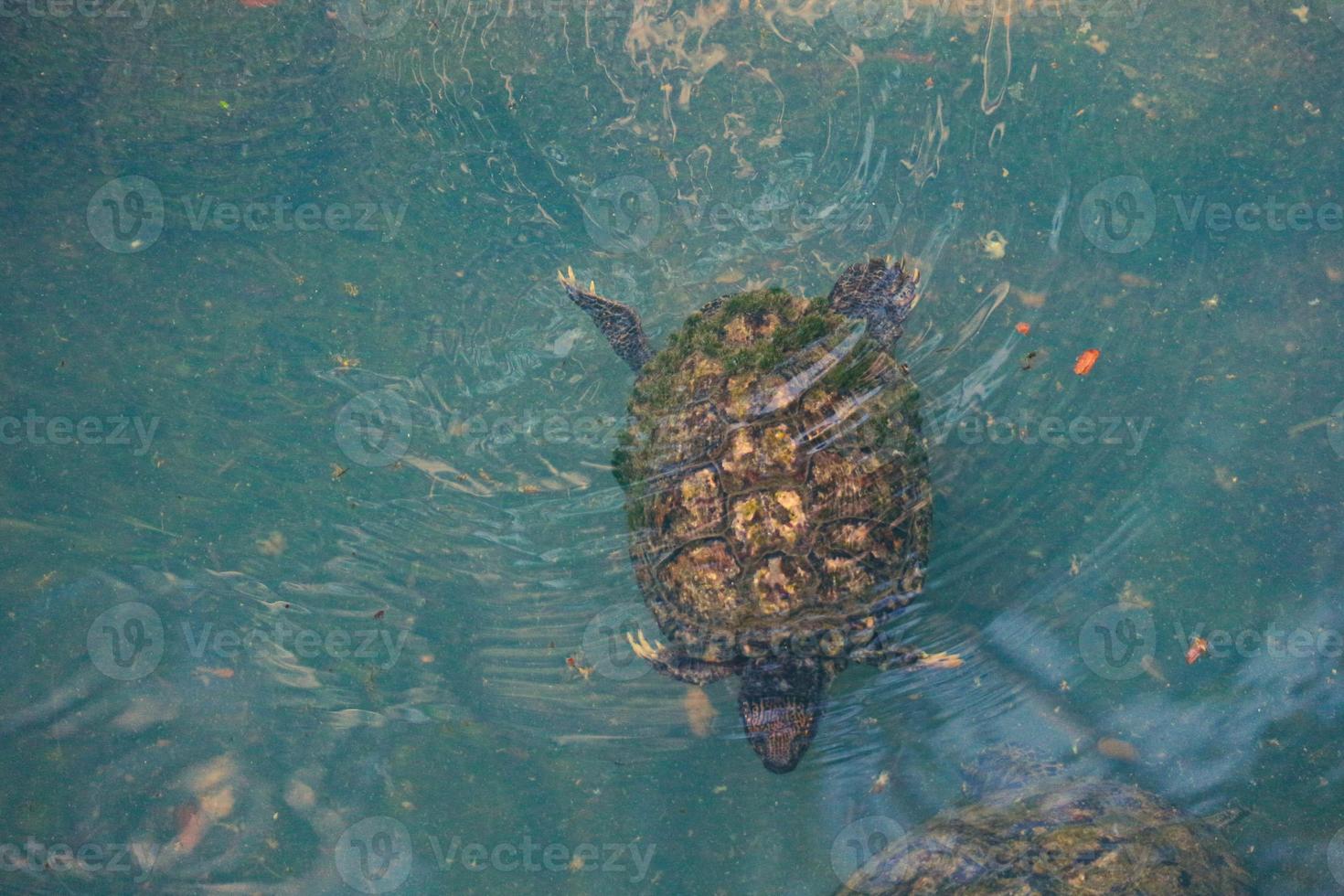 Kuya shell, also known as the shell turtle or Cuora amboinensis, is also known as the Amboina Box Turtle or the Southeast Asian Box Turtle. photo