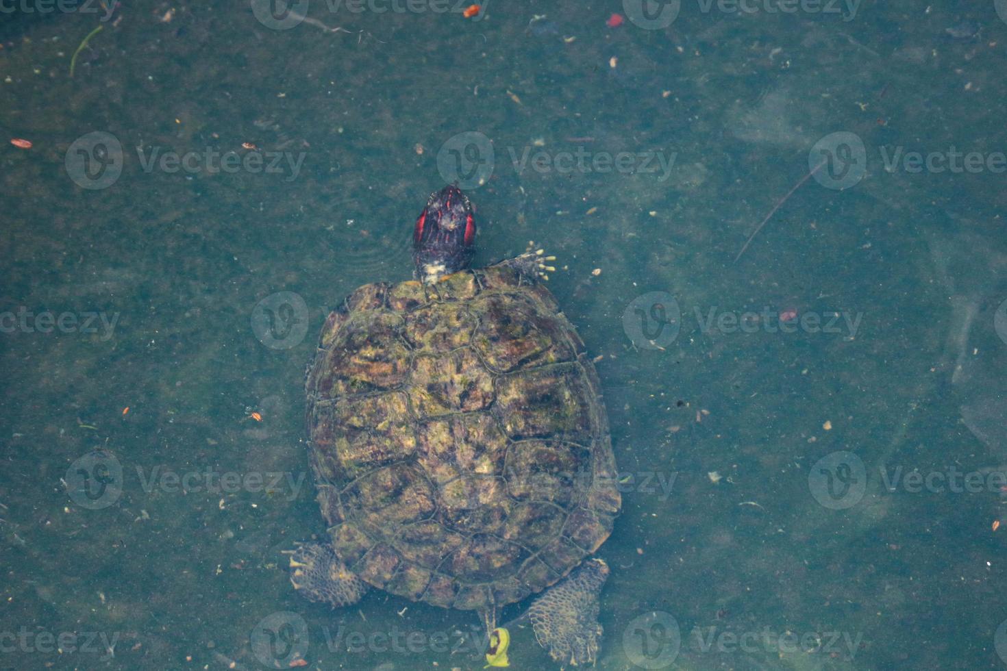 Kuya shell, also known as the shell turtle or Cuora amboinensis, is also known as the Amboina Box Turtle or the Southeast Asian Box Turtle. photo
