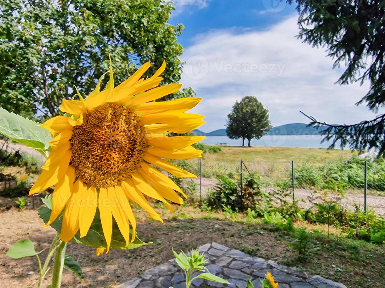 Sunflower plant by the shore of Lake Plastiras in Greece photo