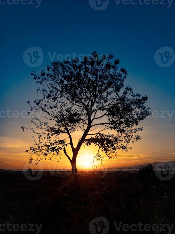 tree silhouette with sunrise in the morning photo