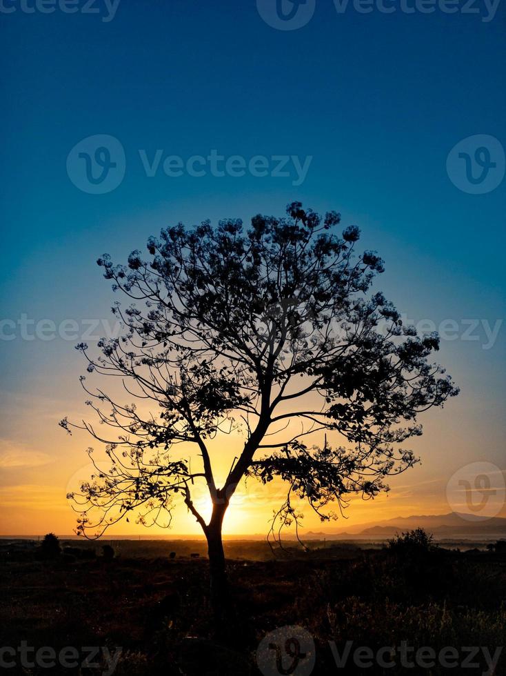 tree silhouette with sunrise in the morning photo