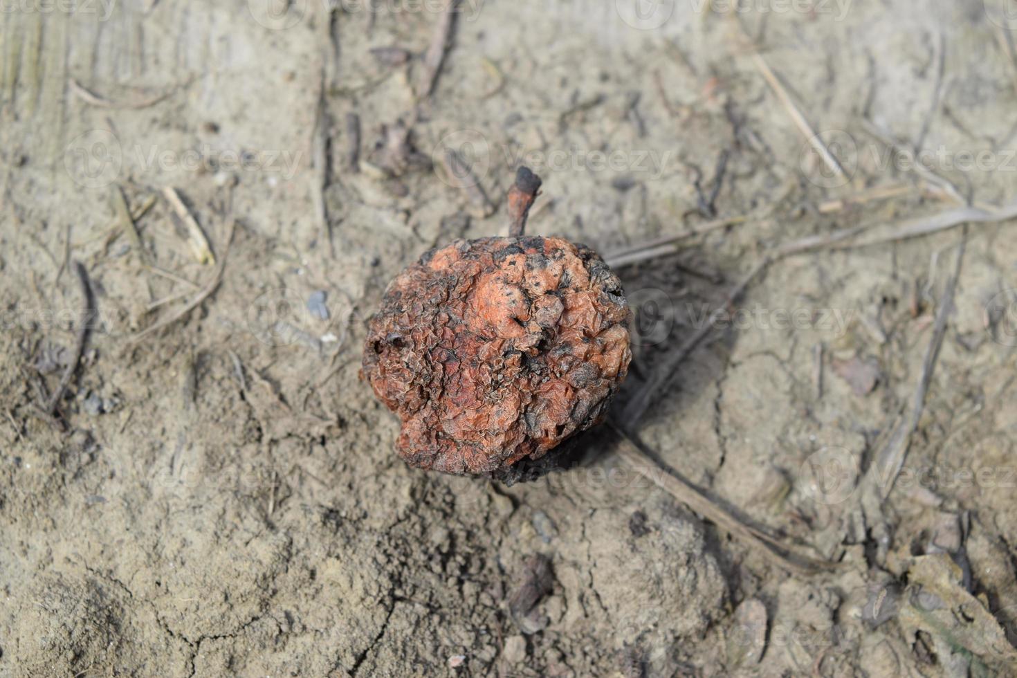 Dried rotten apple photo