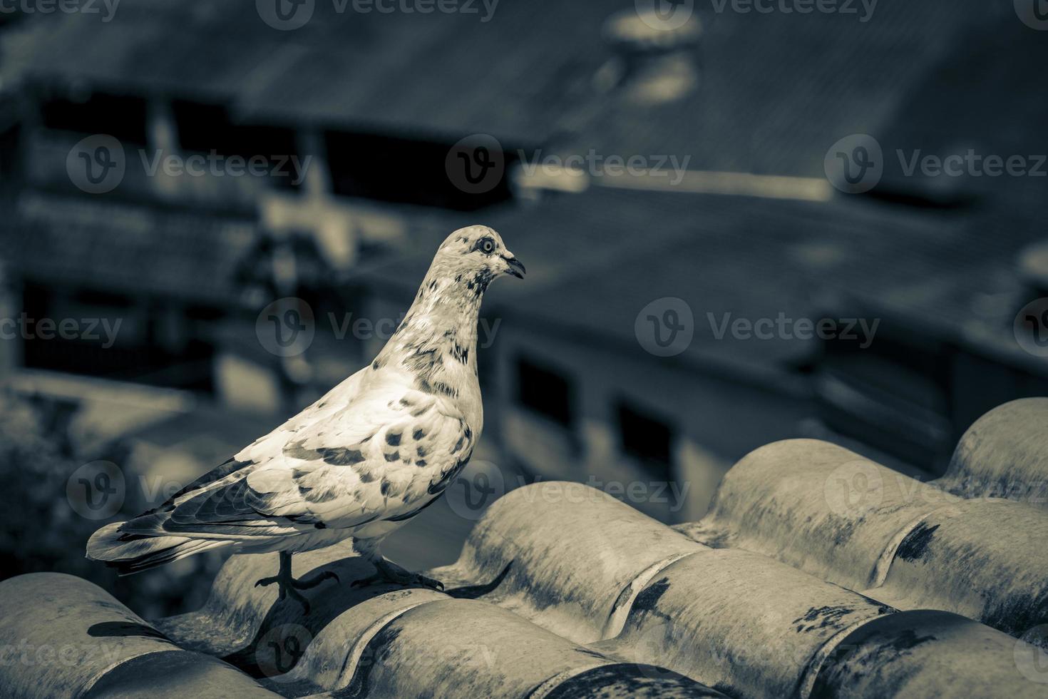White pigeon on the roof in Angra dos Reis Brazil. photo