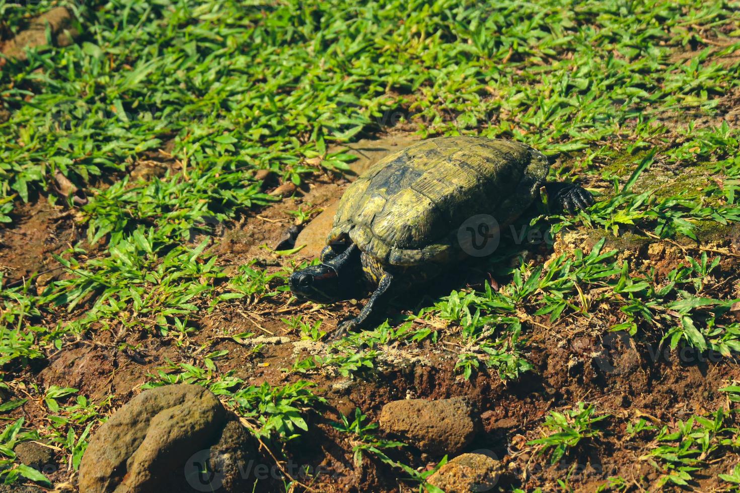 Kuya shell, also known as the shell turtle or Cuora amboinensis, is also known as the Amboina Box Turtle or the Southeast Asian Box Turtle. photo
