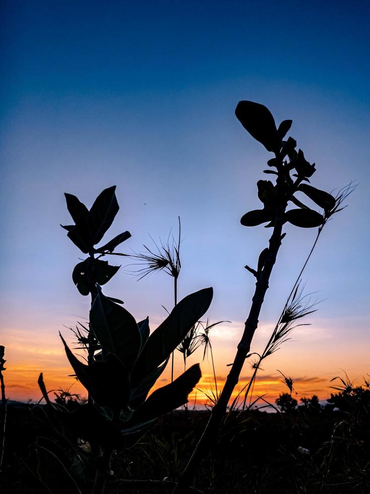 the sun rises on the broad meadow photo
