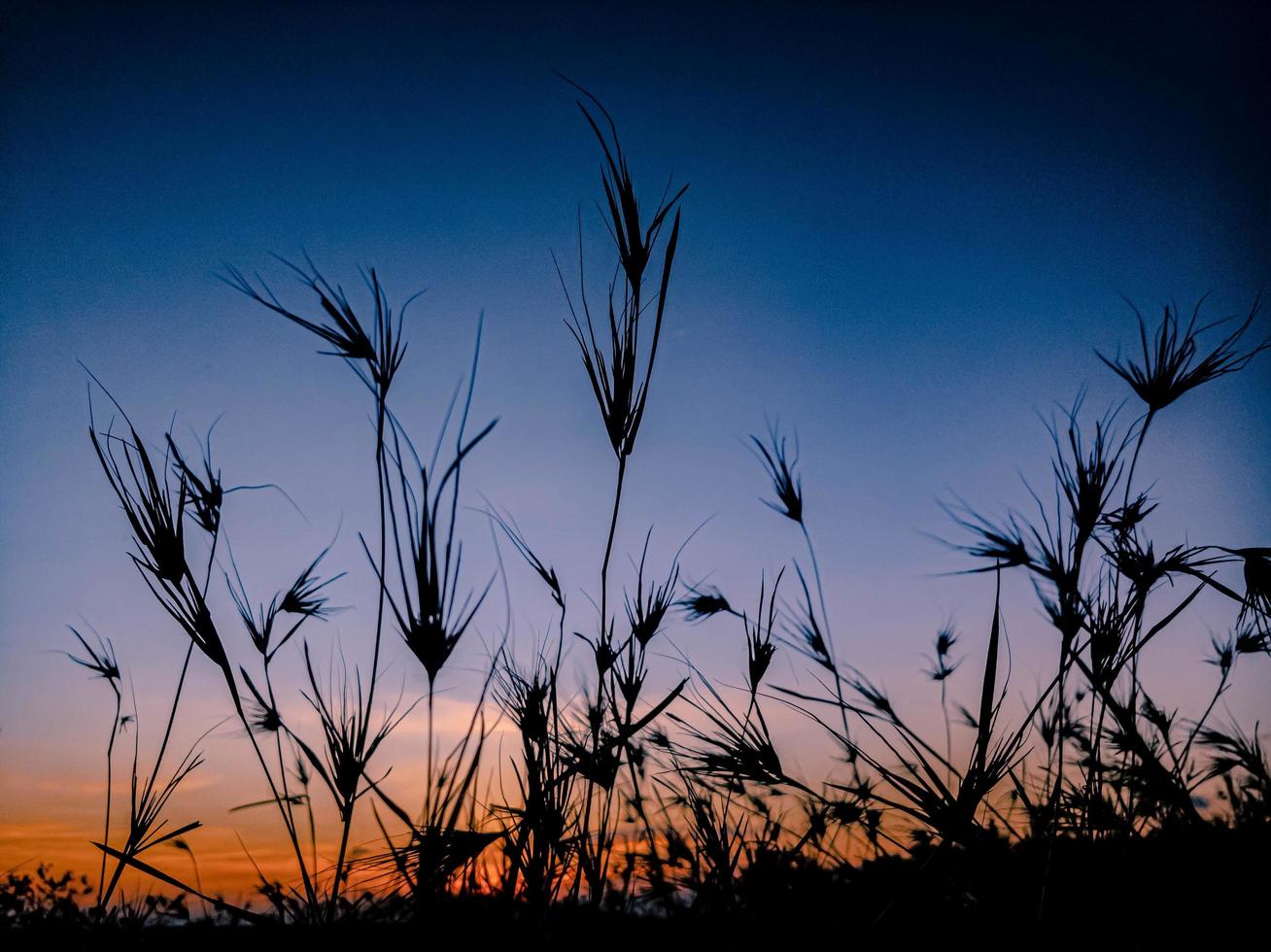 the sun rises on the broad meadow photo