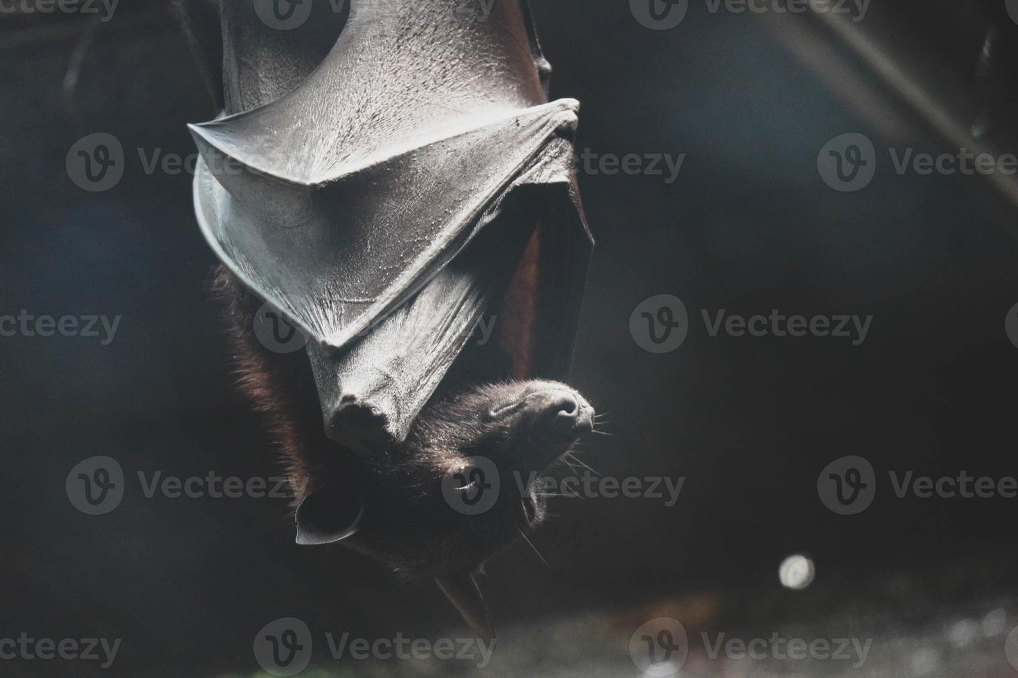 Bats that sleep during the day are perched upside down. photo