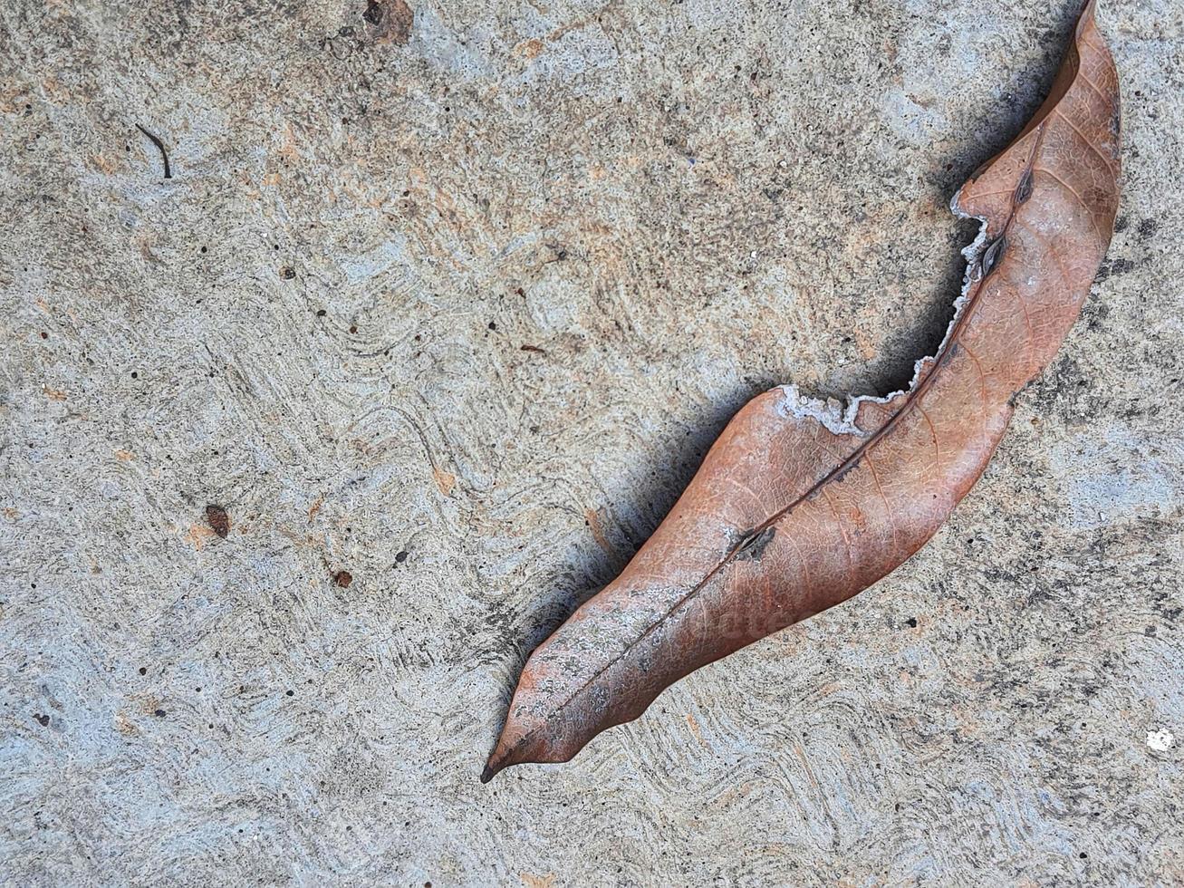 This is a photo of a dry leaf.