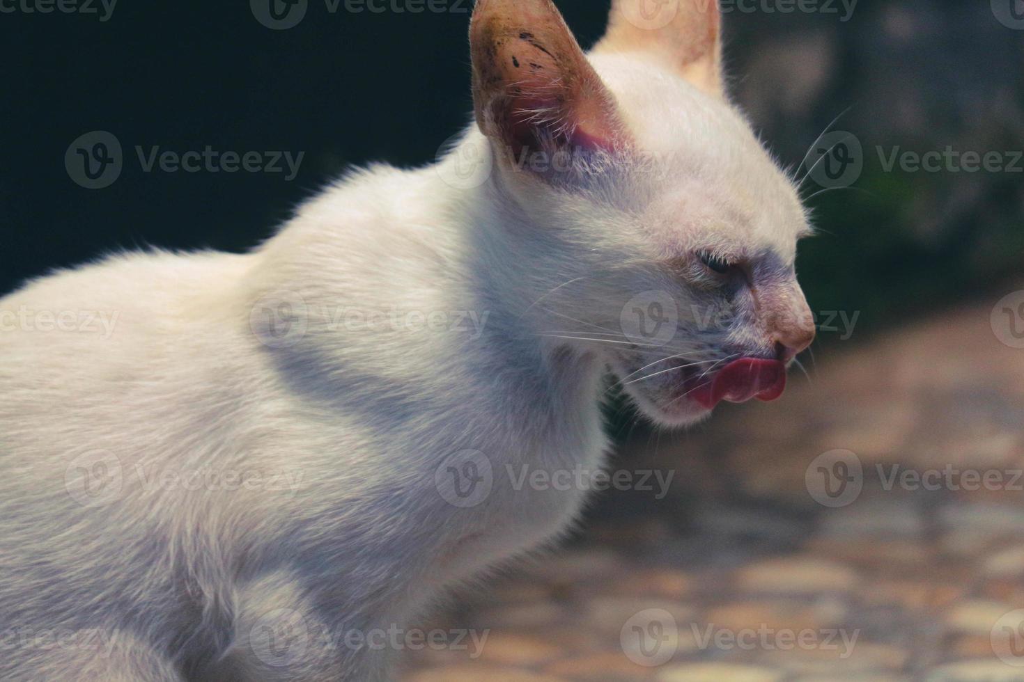 A white wild cat kitten or stray cat. This stray kitten has no home photo