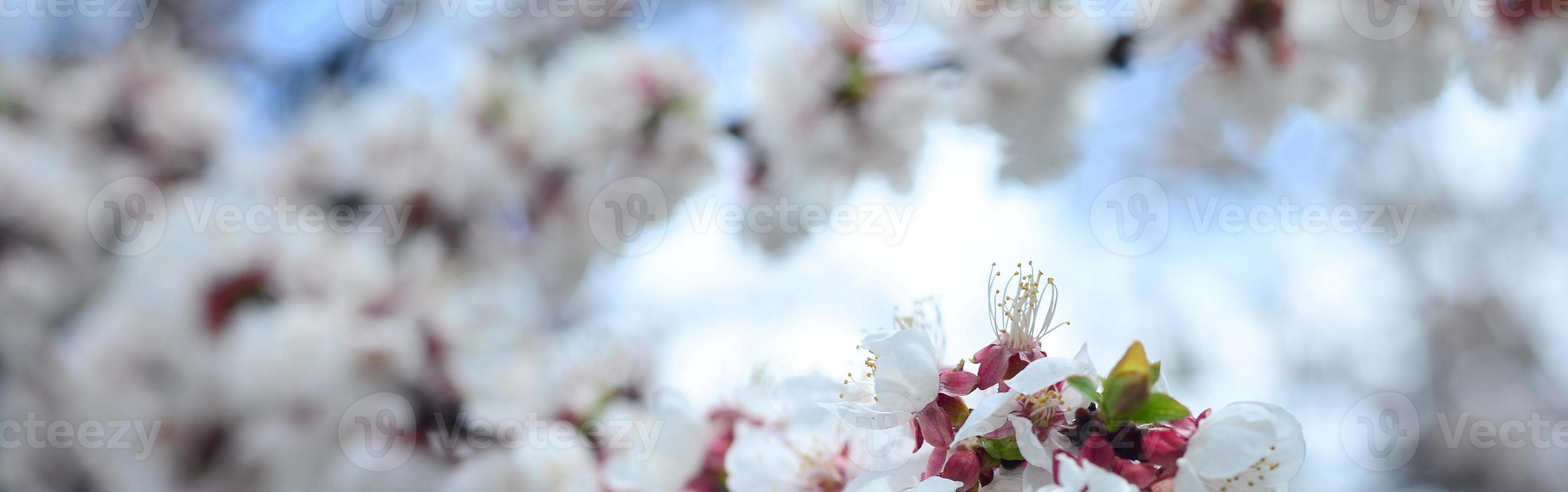 Pink Apple Tree Blossoms with white flowers on blue sky background photo
