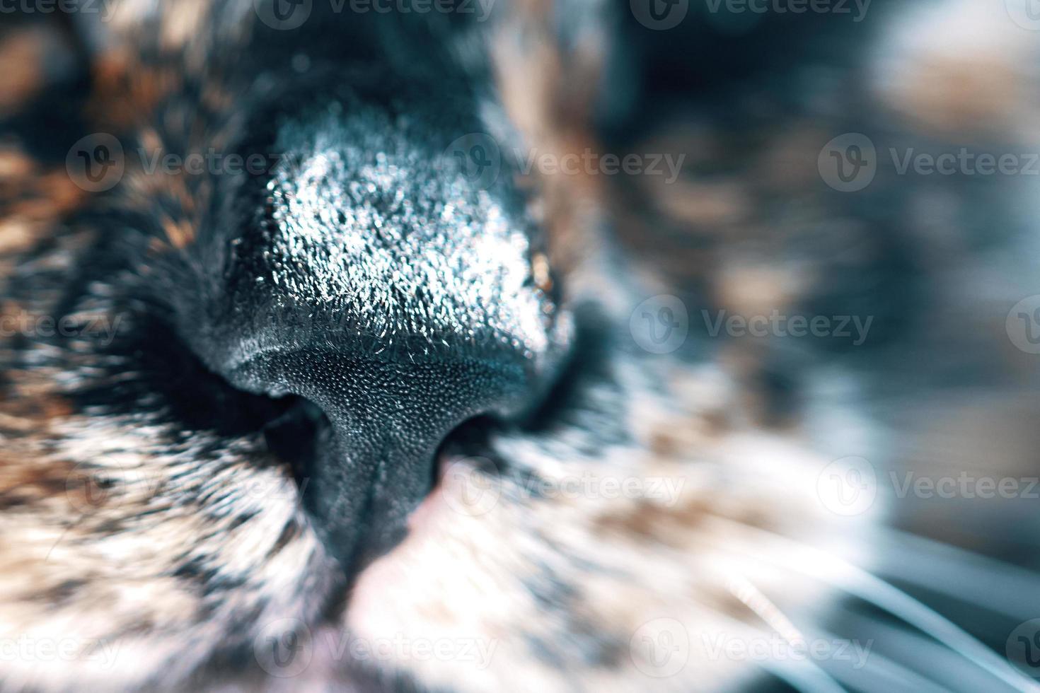 Close-up of black nose of a cat. photo