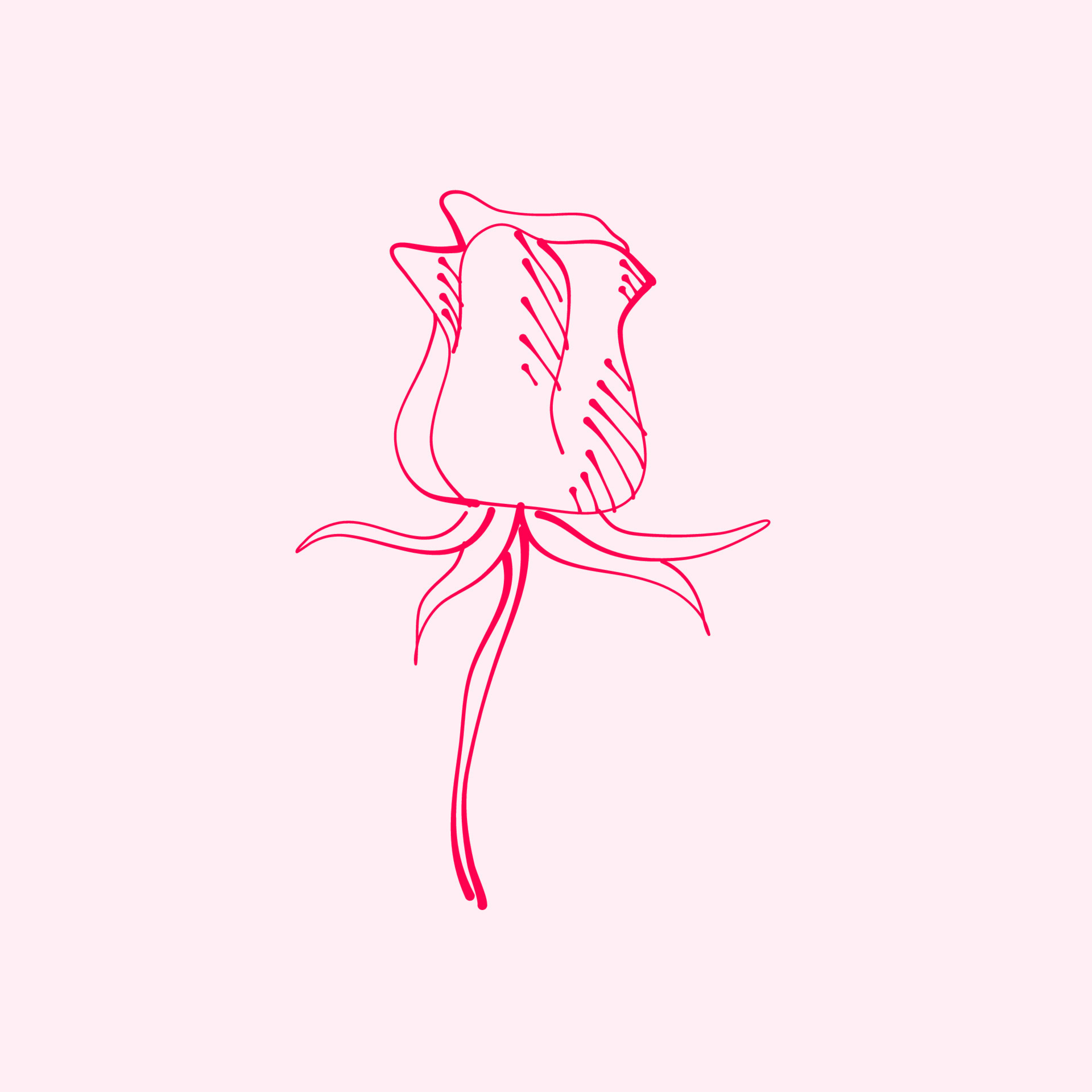 hand drawn rose. drawing of rose flower. Rose flower illustration in ...