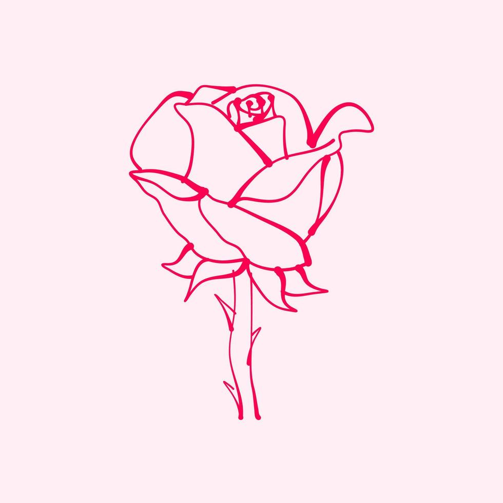 hand drawn rose. drawing of rose flower. Rose flower illustration in
