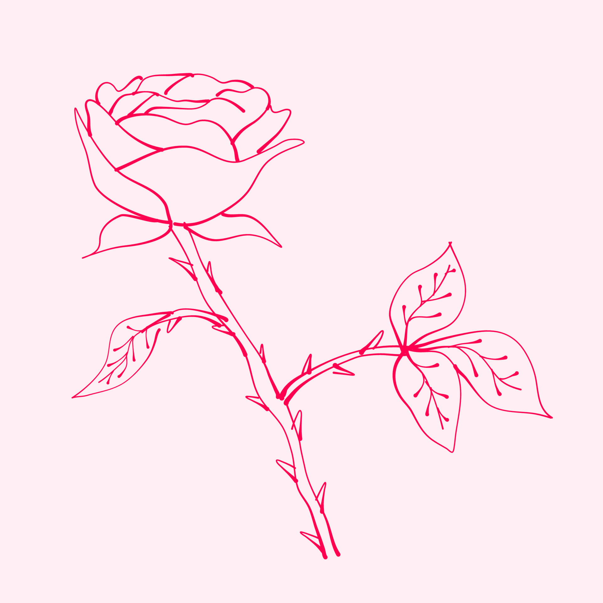 hand drawn roses with leaf. drawing of rose flower. Rose flower