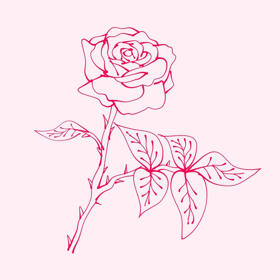 hand drawn roses with leaf. drawing of rose flower. Rose flower illustration in hand drawn style. cute flower. pink outline. vector