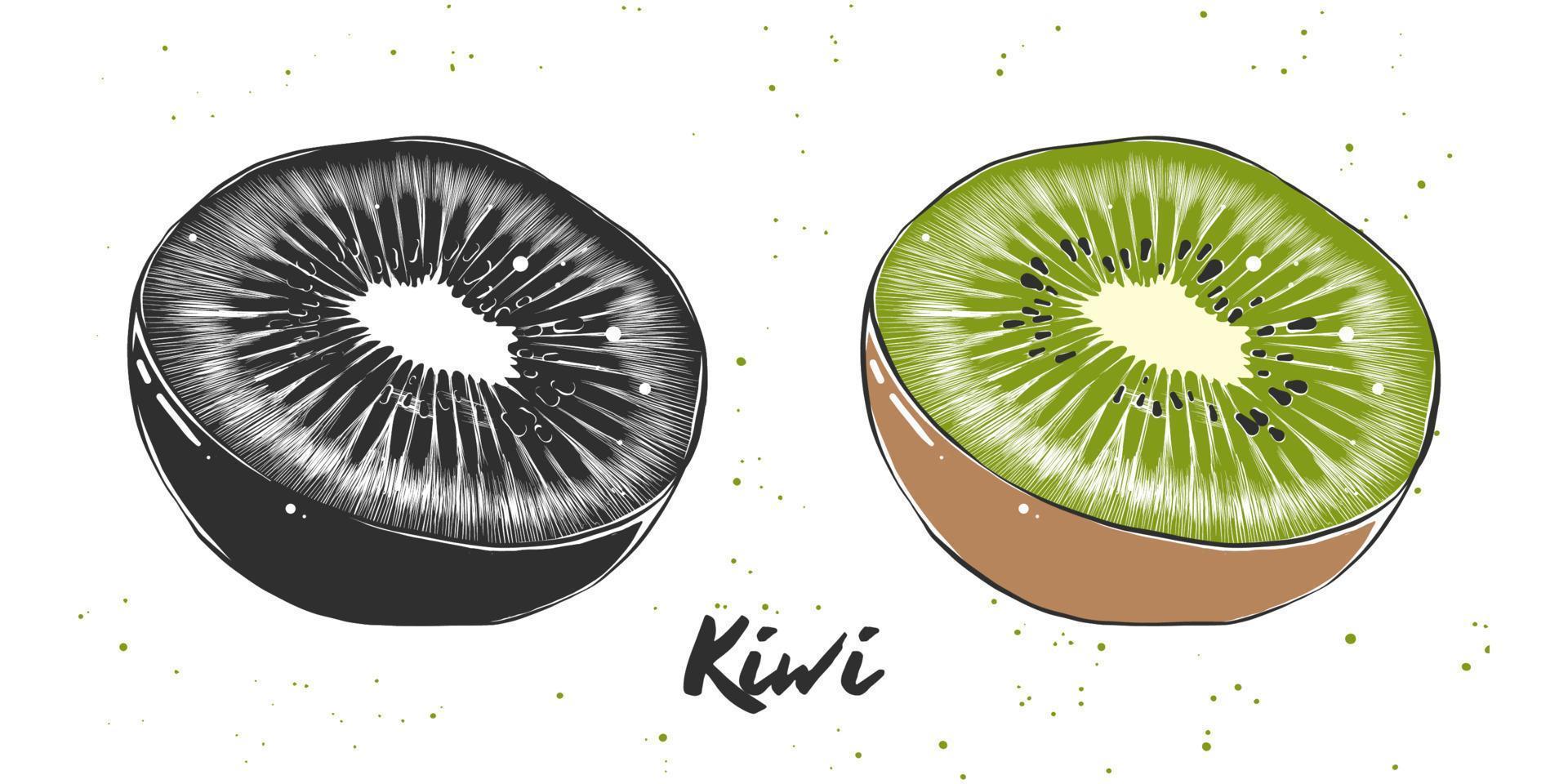 Vector engraved style illustration for posters, decoration and print. Hand drawn sketch of kiwi in monochrome and colorful. Detailed vegetarian food drawing.