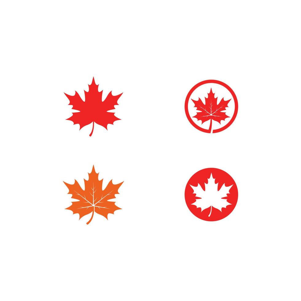 Maple leaf logo template vector icon illustration