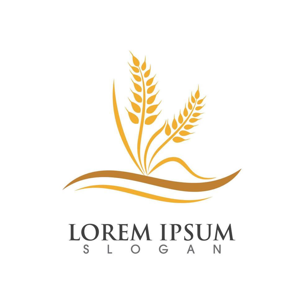 Agriculture wheat vector