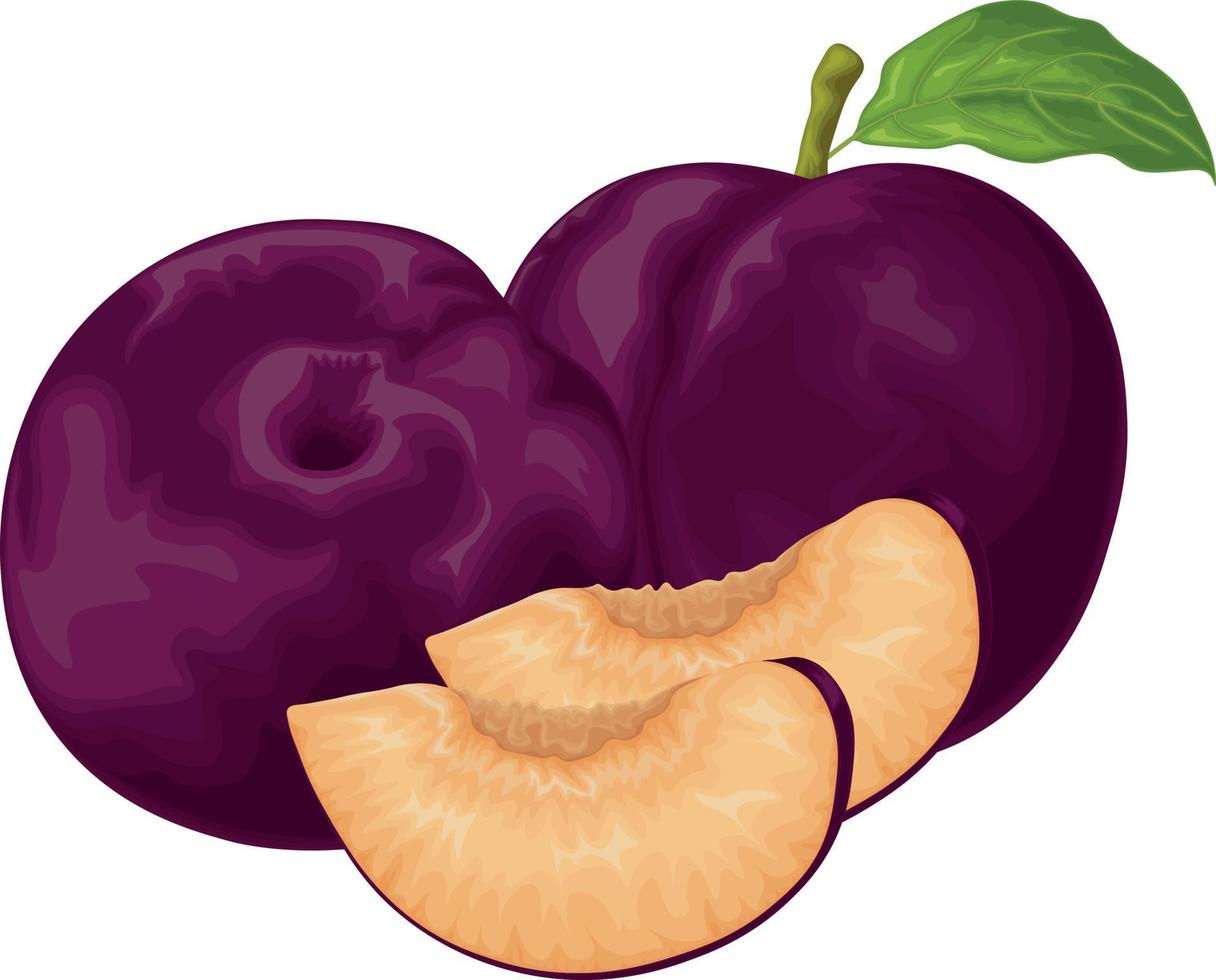 Plum. Ripe purple plum. Fresh sweet plum. Ripe juicy plum berry in the section. Vegetarian organic product. Vector illustration isolated on a white background