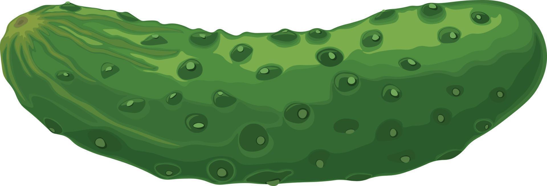 Green cucumber. Image of a ripe green cucumber. Green vegetarian product. Vector illustration isolated on a white background