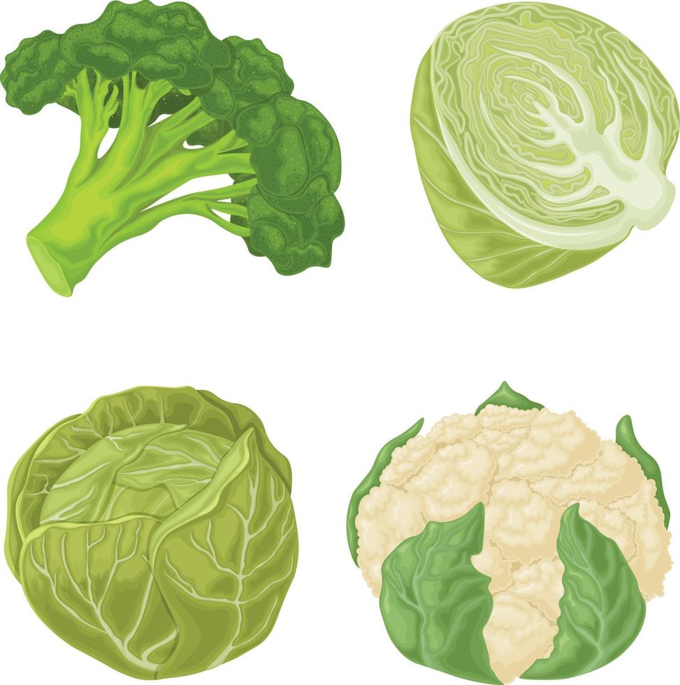 verduras. un conjunto de verduras como la col, el brócoli y la coliflor. productos vegetarianos vitamínicos. productos agrícolas orgánicos. ilustración vectorial sobre un fondo blanco vector