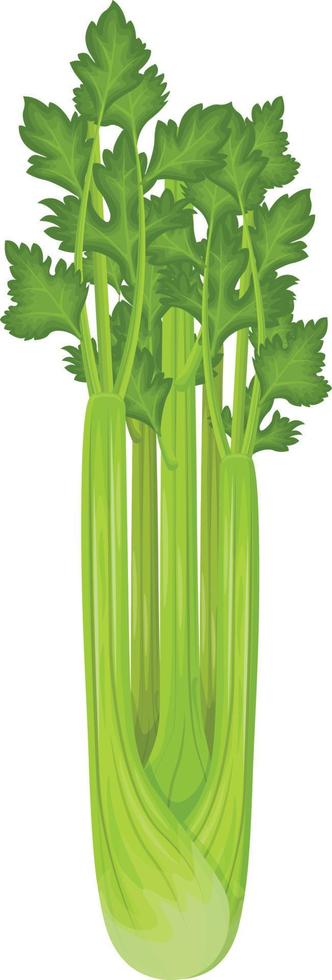 Celery. Ripe green celery. A healthy vegetarian vegetable. A healthy food product. Vector illustration isolated on a white background