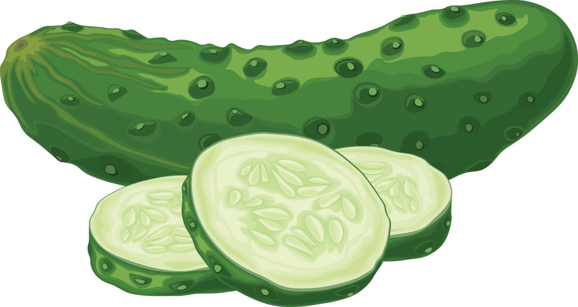 Green cucumber. Image of a ripe sliced green cucumber. Green vegetarian product. Vector illustration isolated on a white background